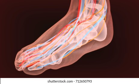 3d Render Of Foot Nerves Anatomy