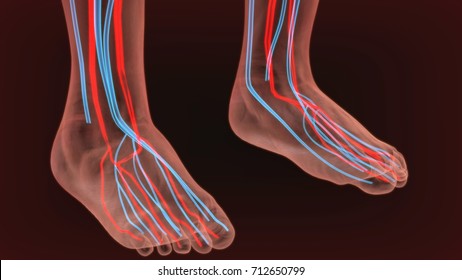 3d Render Of Foot Nerves Anatomy