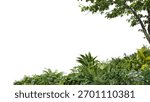 3D render foreground of branches and tropical plants on a white background with clipping path