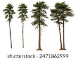 3D render foreground pine on white background with clipping path 