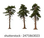 3D render foreground pine on white background with clipping path 