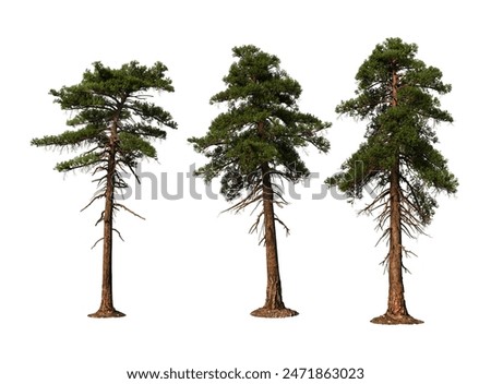 3D render foreground pine on white background with clipping path 