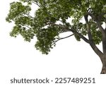 3D render foreground tree branches with white background with clipping path