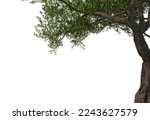 3d render foreground tree on a white background