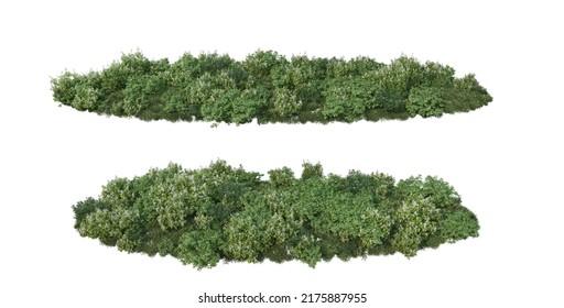 3d render garden shrub on white background