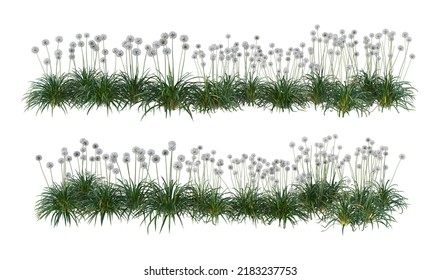 3d render grass and flowers on a white background