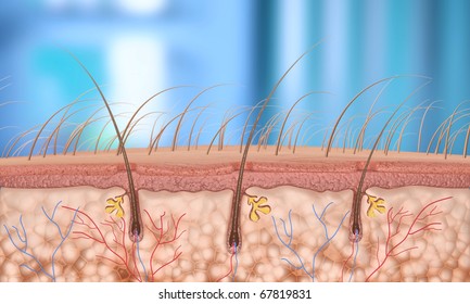 3d Render Hair Follicle Depth Of Field