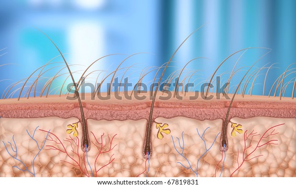 3d Render Hair Follicle Depth Field Stock Illustration 67819831