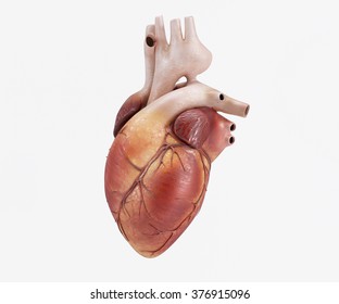 3D Render Of A Healthy Human Heart