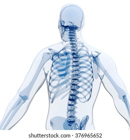 3d render of human body and skeleton, x-ray