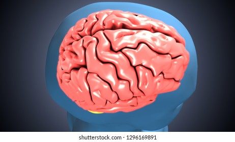 3d Render Human Brain Stock Illustration 1296169891 | Shutterstock