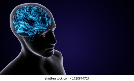 3d Render Human Brain Inner Parts Stock Illustration 1720974727