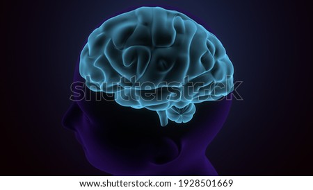 3d render of human brain x-ray cells anatomy system.