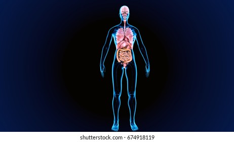 3d Render Human Digestive System Stock Illustration 674918119