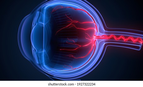 3d Render Of Human Eye Ball Anatomy