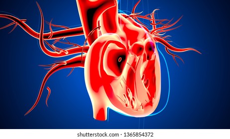 3d Render Human Heart Intersection Stock Illustration 1365854447 ...