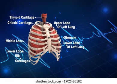 Lungs Ribs Stock Illustrations Images Vectors Shutterstock