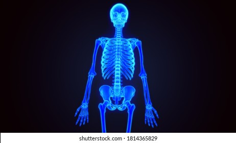 3d Render Of Human Skeleton Anatomy 