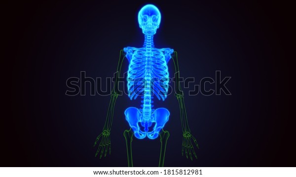 3d Render Human Skeleton Axial Skeletal Stock Illustration 1815812981