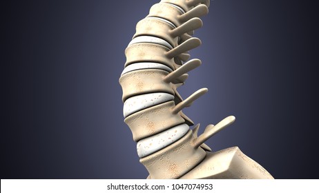 3d render of human skeleton back bone anatomy
