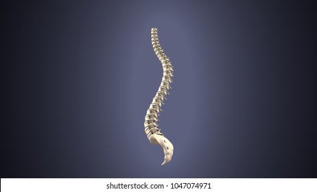 3d render of human skeleton back bone anatomy
