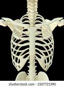 3d Render Human Skeleton Breast Chest Stock Illustration 1507721390