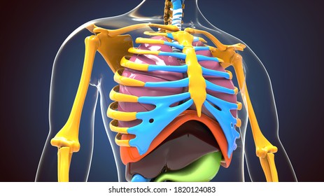 3d Render Human Skeleton Digestive System Stock Illustration 1820124083 ...