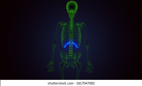 3d Render Of Human Skeleton Rib Cage 11th Bone Anatomy