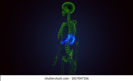 3d Render Of Human Skeleton Rib Cage 11th Bone Anatomy