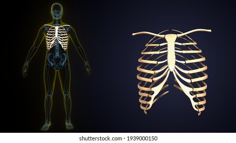 3d Render Of Human Skeleton Rib Cage Anatomy. 