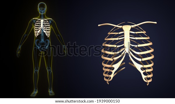 3d render of\
human skeleton rib cage anatomy.\
