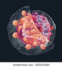 3D Render Illustration COVID - 19 Multation Developments Natural Killer Body Cell Immune Respone Corona Virus Cell .concept Covid-19 Antibogy Cytotoxic Adaptive Immune Response Antibody 