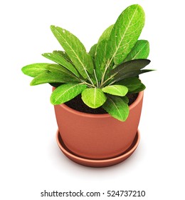 3D Render Illustration Of Green Sorrel Plant In Domestic Brown Ceramic Flower Pot Isolated On White Background