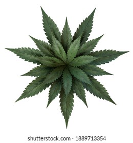 3d Render Illustration Realistic Cannabis Leaf Mandala