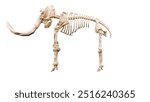 3D render Illustration of a skeleton of Mammoth on a transparent background