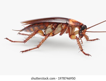 3d Render Image Cockroach Stock Illustration 1978746950 | Shutterstock