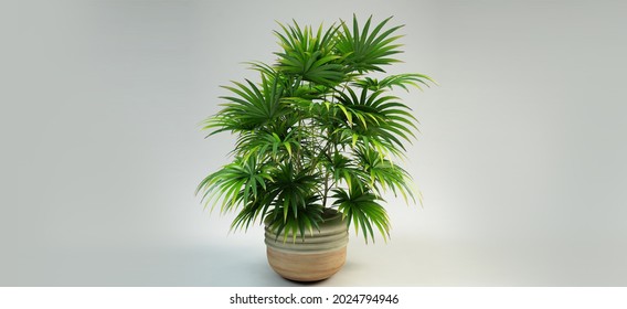 3d Render Image Of  Indoor Plant 