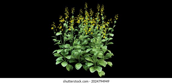 3d Render Image Of  Indoor Plant 