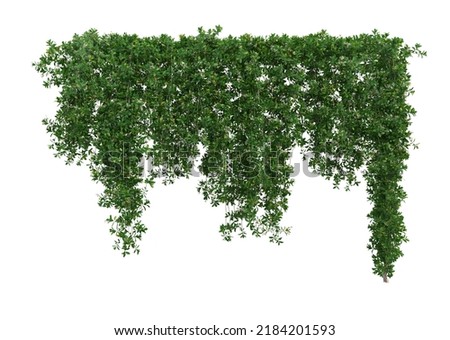 3d render ivy with white background