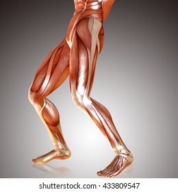 3d Render Male Legs Muscle Anatomy Stock Illustration 433809544 