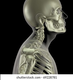 3D render of a male medical skeleton with a close up of the neck bones