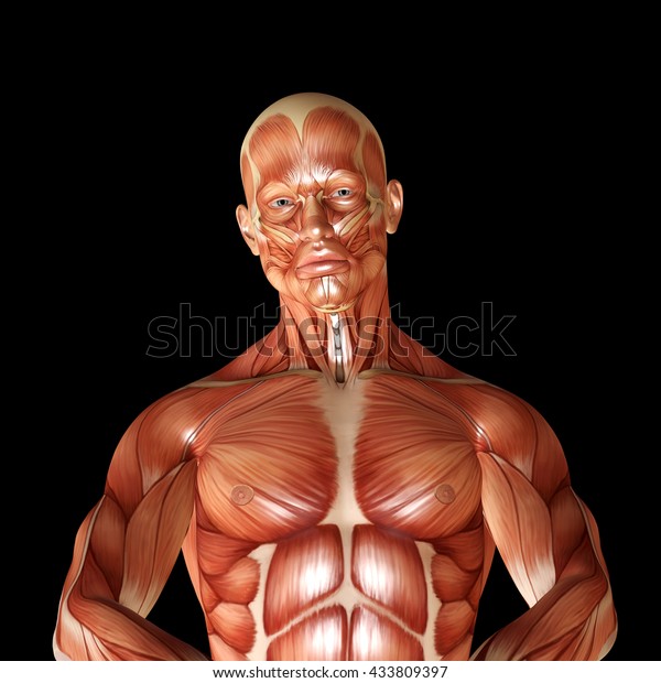 3d Render Male Muscular Anatomy Stock Illustration 433809397 | Shutterstock