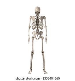 3d Render Male Skeleton Stock Illustration 1336404860 | Shutterstock