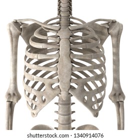 3d Render Male Skeleton Chest Stock Illustration 1340914076 | Shutterstock