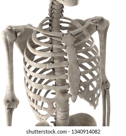 3d Render Male Skeleton Chest Stock Illustration 1340914082 | Shutterstock