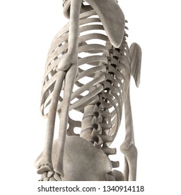 3d Render Male Skeleton Chest Stock Illustration 1340915768 | Shutterstock