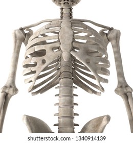 38,309 Chest bones Images, Stock Photos & Vectors | Shutterstock