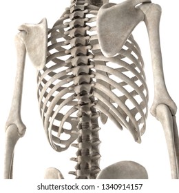 3d Render Male Skeleton Chest Stock Illustration 1340914157 | Shutterstock