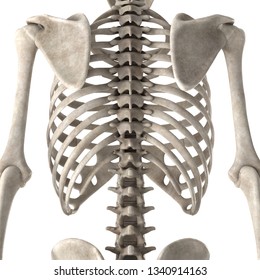 3d Render Male Skeleton Chest Stock Illustration 1340914163 | Shutterstock