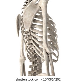 Anatomy Body Human Spine Neck Shoulder Stock Illustration 617719061